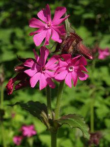 Red campion flowers by Andrew Gagg