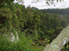 rainforest thumbnail
