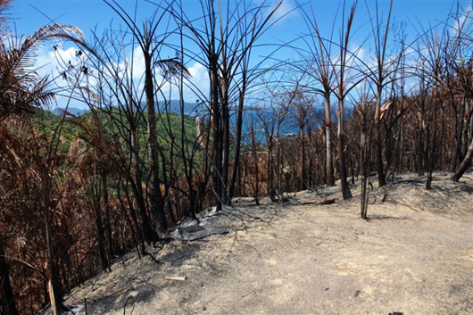 fire damaged landscape in the seychelles