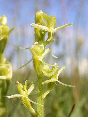 photo of fen orchid 