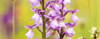 green winged orchid