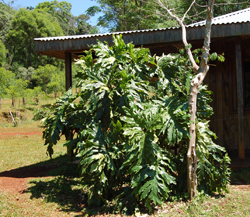 Guembe study plant by field station
