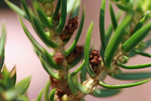 close up of juniper bush
