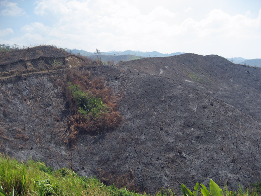 a mountain slope which has been burnt by fire for agriculture
