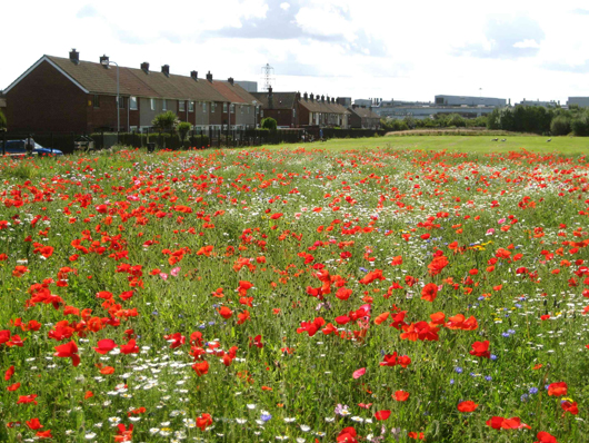 flower meadow and housing estate