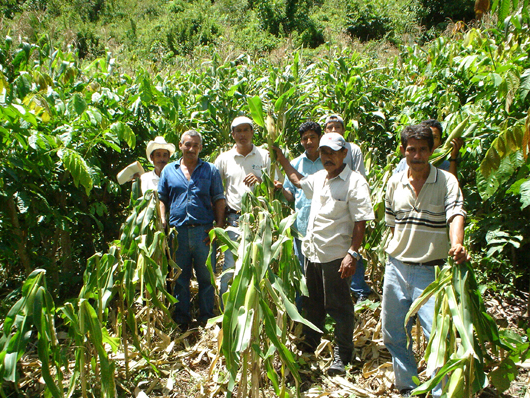 group of farmers in a maize crop