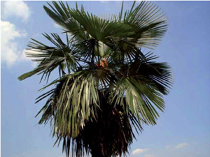 picture of trachycarpus palm