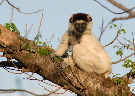 Ruffed lemur
