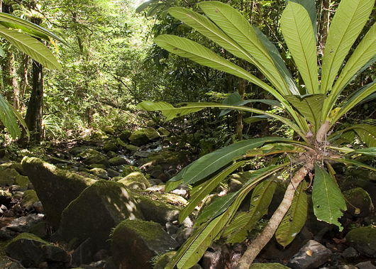 Madagascan rainforest