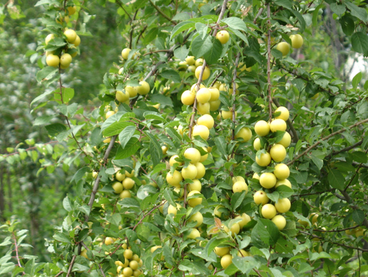 Prunus sodgiana