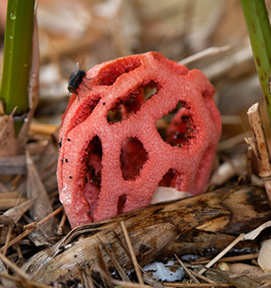Bright red fungus