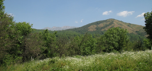 View over Walnut Forest