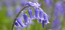 bluebell flowers close up 