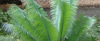 cycad plant