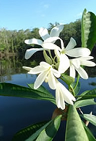 white flower with river and forest behind