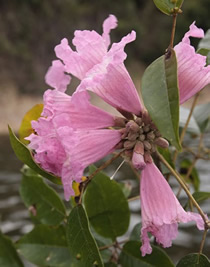 Large pink flower