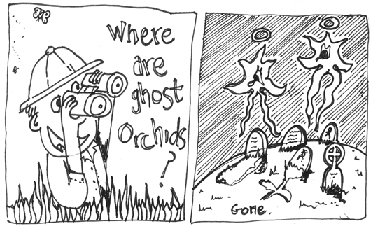 cartoon about ghost orchids vanishing by chris bisson