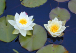 water lily flowers
