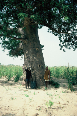Baolbab trees provide shade