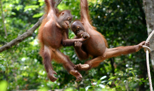 Orphaned orangutans by andy bingham