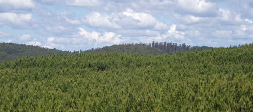 sea of pine trees in place of forest